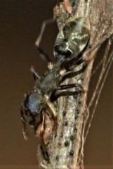 Myrmarachne kuwagata