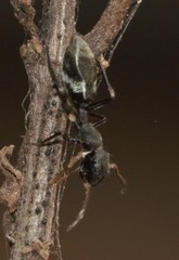 Myrmarachne kuwagata
