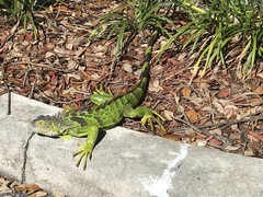 Iguana iguana