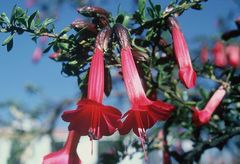 Cantua buxifolia