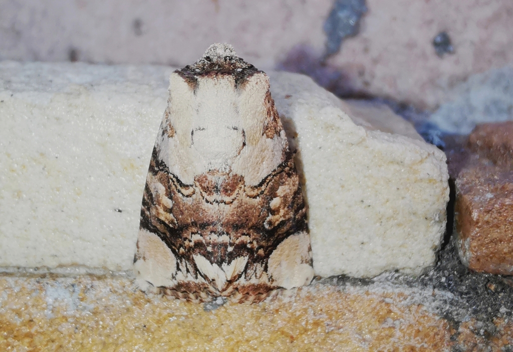 Mudaria rudolfi