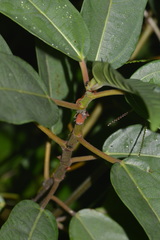 Bothrogonia addita