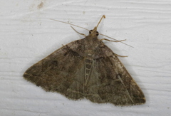 Zanclognatha laevigata