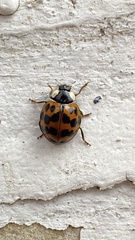 Harmonia axyridis