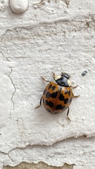Harmonia axyridis
