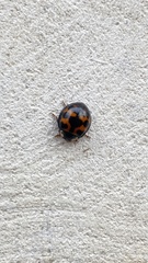 Harmonia axyridis