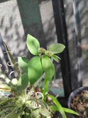 Euphorbia hirta