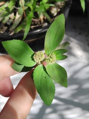 Euphorbia hirta