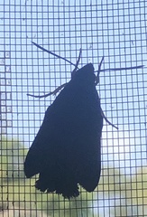 Leucostrophus commasiae