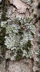 Phaeophyscia orbicularis