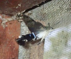 Leucostrophus commasiae