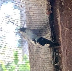 Leucostrophus commasiae