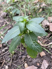 Mercurialis annua