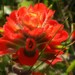 Castilleja mendocinensis - Photo (c) Tom Hilton, μερικά δικαιώματα διατηρούνται (CC BY), uploaded by Tom Hilton