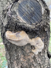 Phellinus igniarius