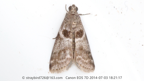 Trachycera pseudodichromella