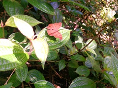 Junonia goudotii