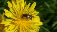 Andrena