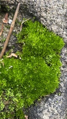 Bryopsida
