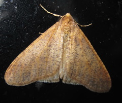 Erannis defoliaria