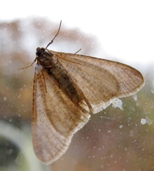 Erannis defoliaria
