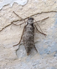 Deuterotinea casanella