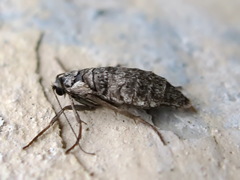 Deuterotinea casanella