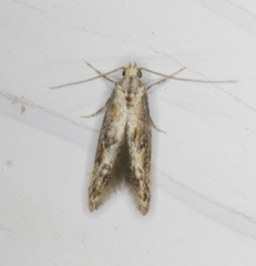 Blastodacna atra