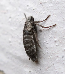 Deuterotinea casanella