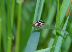 Kuschelina petaurista