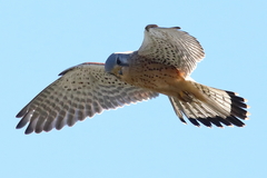 Common Kestrel photo 2