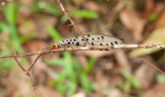 Myrmeleon erythrocephalus