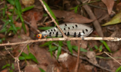 Myrmeleon erythrocephalus