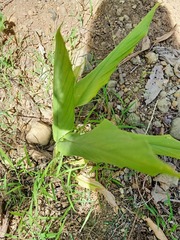 Curcuma longa