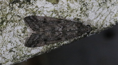 Pyla fusca