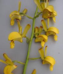 Eulophia angolensis
