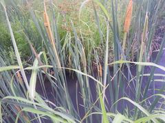 Typha capensis