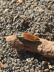 Epistomentis pictus