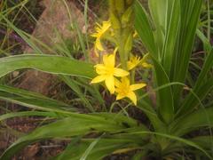 Hypoxis obtusa