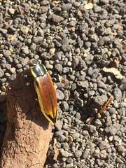 Epistomentis pictus