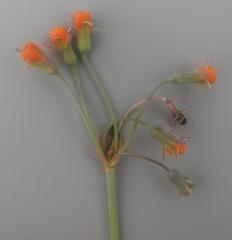 Tulbaghia acutiloba