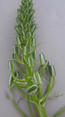 Albuca nelsonii