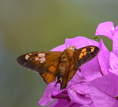 Nascus phocus