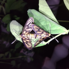 Amata