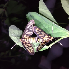 Amata