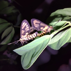 Amata