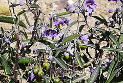 Solanum nitidum