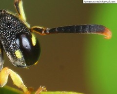 Jucancistrocerus