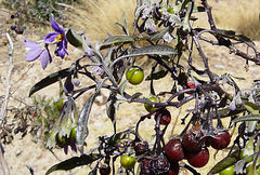 Solanum nitidum