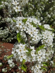 Pyrus calleryana